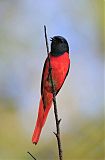 Short-billed Minivet